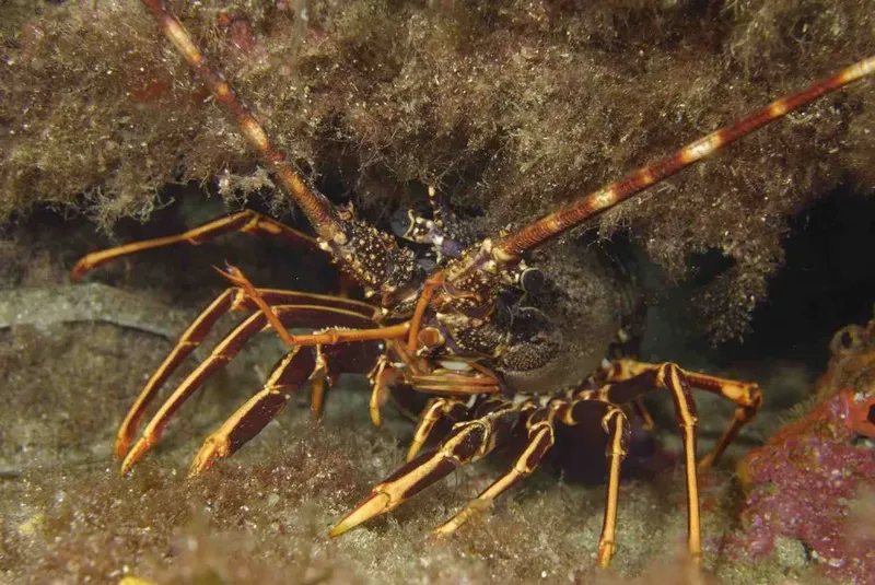 Homard caché sous un rocher, faune marine, fond rocheux