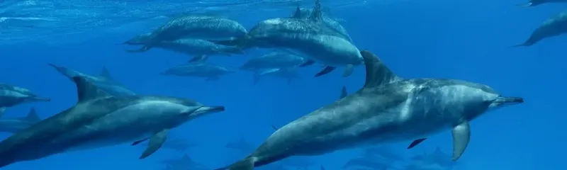 Groupe de dauphins nageant dans une eau bleue claire et limpide