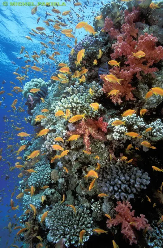 Recif corallien luxuriant avec une multitude de petits poissons jaunes