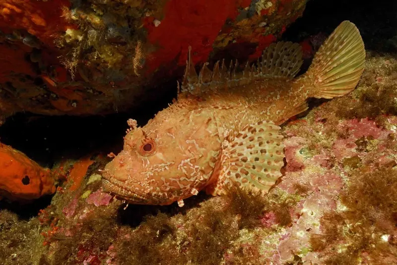 Un poisson rouge et tacheté se fond dans un récif corallien coloré