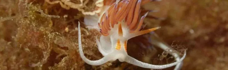 Nudibranche blanche et orange sur fond rocheux et algal sous-marin