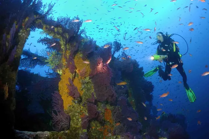 Plongeur explorant une épave colonisée par des coraux et poissons