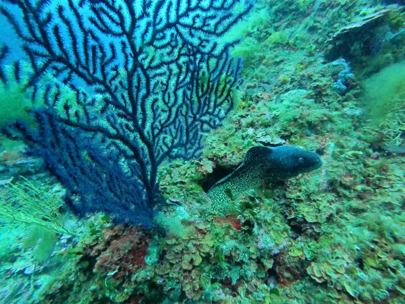 Murène observant depuis son trou dans un récif corallien luxuriant