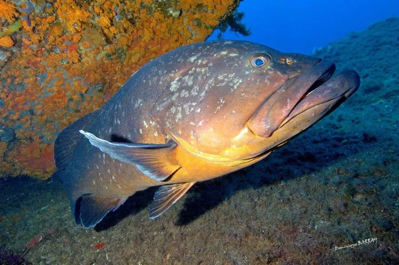 Mérou impressionnant, nageant près d'un récif corallien coloré en milieu marin