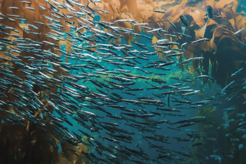 Banc de petits poissons argentés nageant dans une forêt d'algues dorées