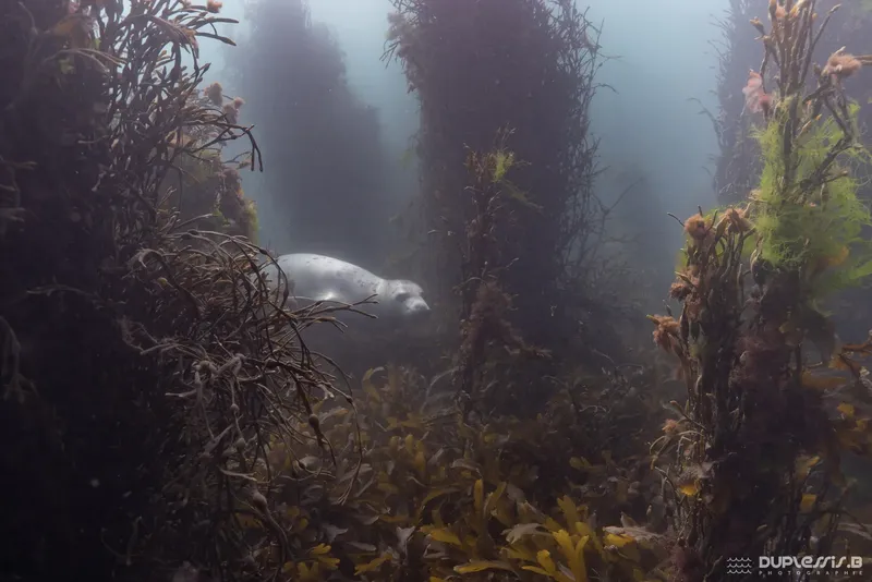 Phoque nageant dans une forêt sous-marine avec des algues et lumière diffuse