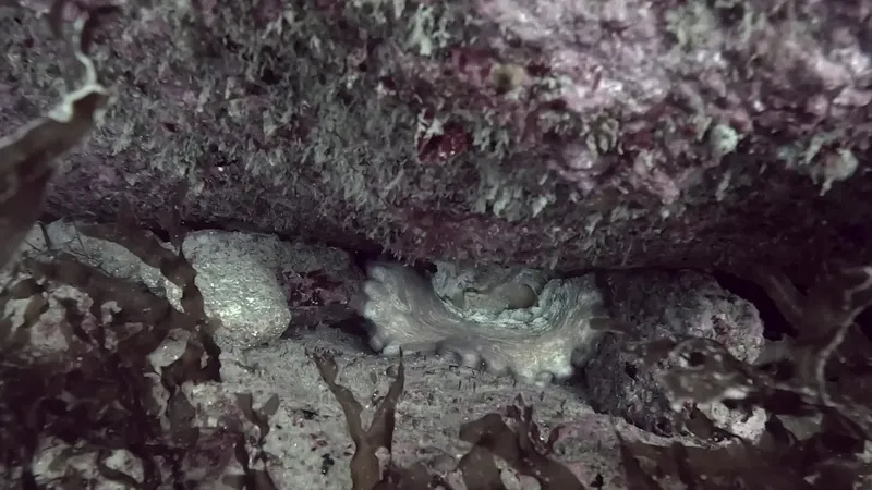 Pieuvre cachée dans une grotte rocheuse sous-marine sombre et colorée
