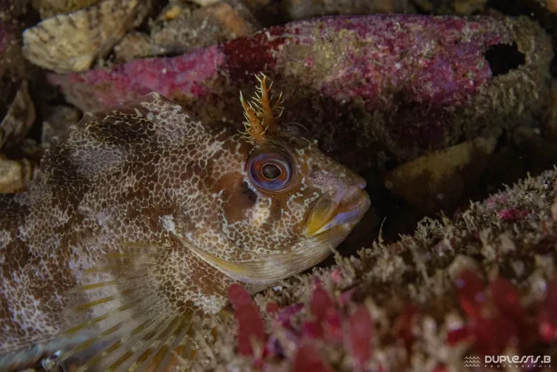 Gobie à moustache, petit poisson coloré, habitat rocheux sous-marin