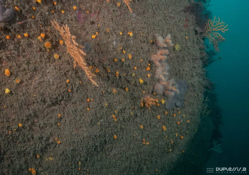 Étoiles de mer et autres créatures marines sur un fond rocheux