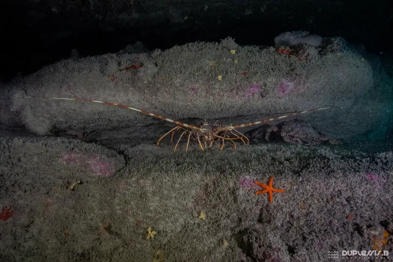 Un homard sur un fond rocheux avec une étoile de mer orange