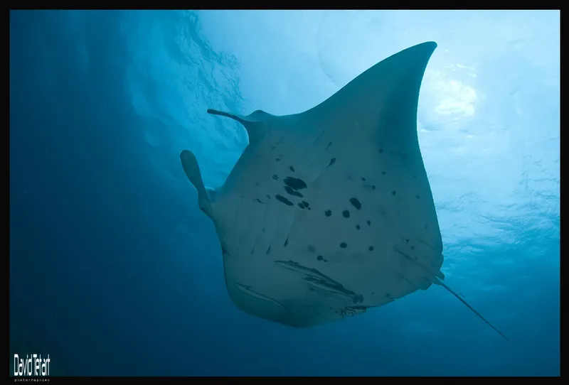 Grande raie manta nageant dans l'eau bleue, vue sous-marine spectaculaire