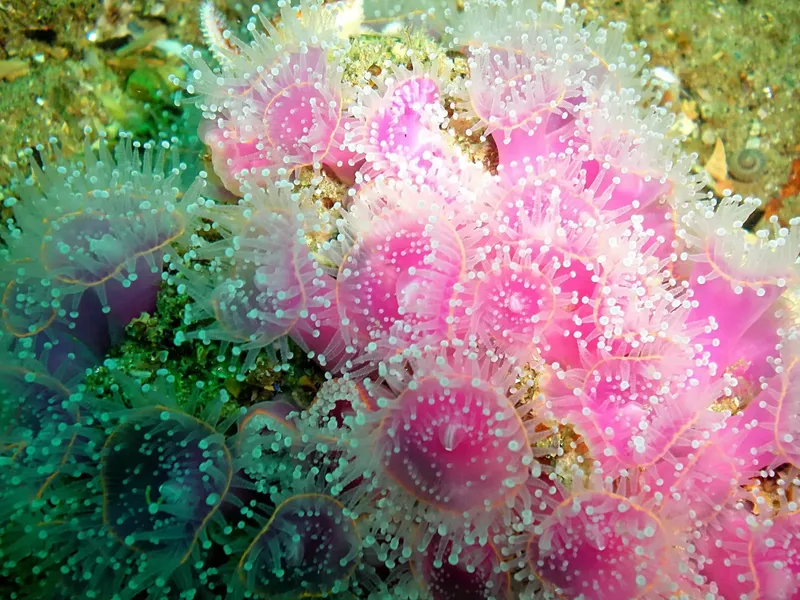 Anémones de mer roses et vertes sur fond sablonneux sous-marin