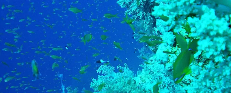 Banc de poissons tropicaux nageant autour d'une corallière colorée