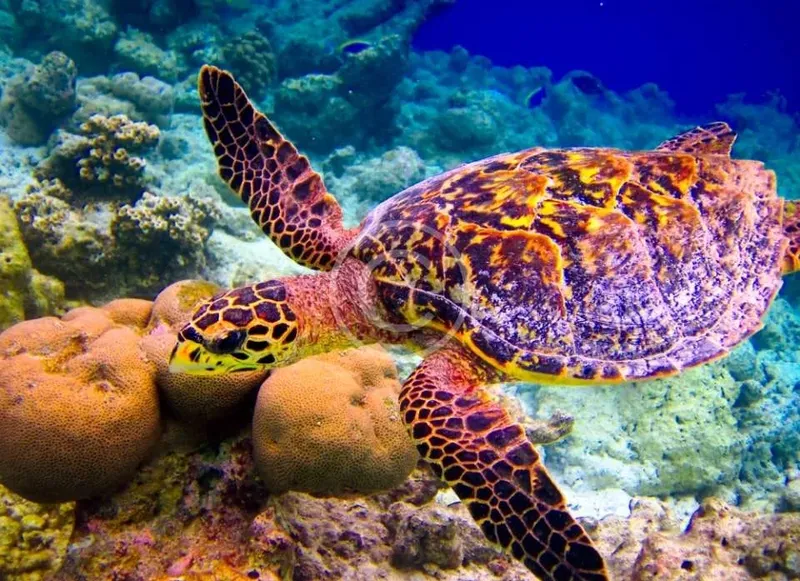 Tortue marine nageant au milieu de coraux et de petits poissons