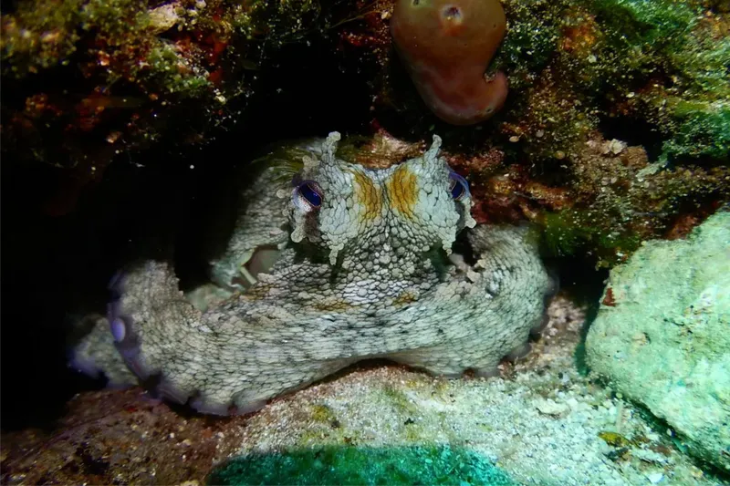Poisson-scorpion perché sur le fond marin, regardant directement l'objectif