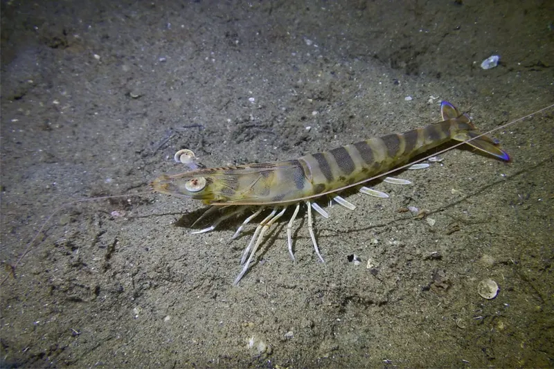 Crevette rayée sur fond sablonneux, photographie sous-marine, faune marine