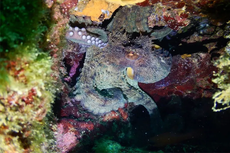Pieuvre cachée dans les rochers colorés, habitat marin, faune sous-marine