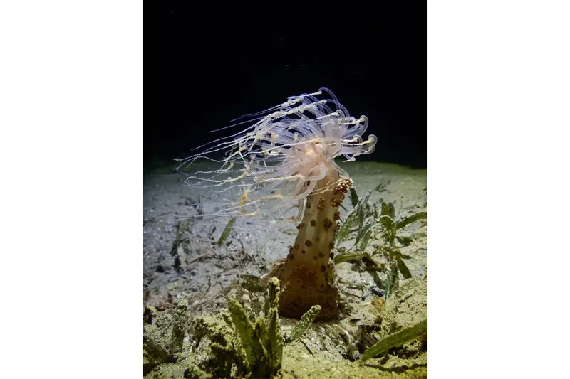 Méduse blanche translucide flottant au-dessus d'un fond marin sableux