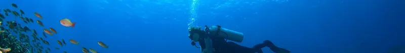 Plongeur descendant au milieu d'un banc de poissons colorés