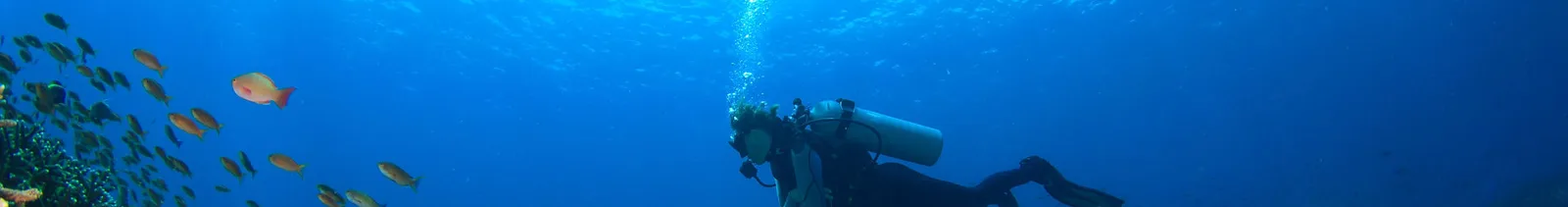 Scuba Blue Dream