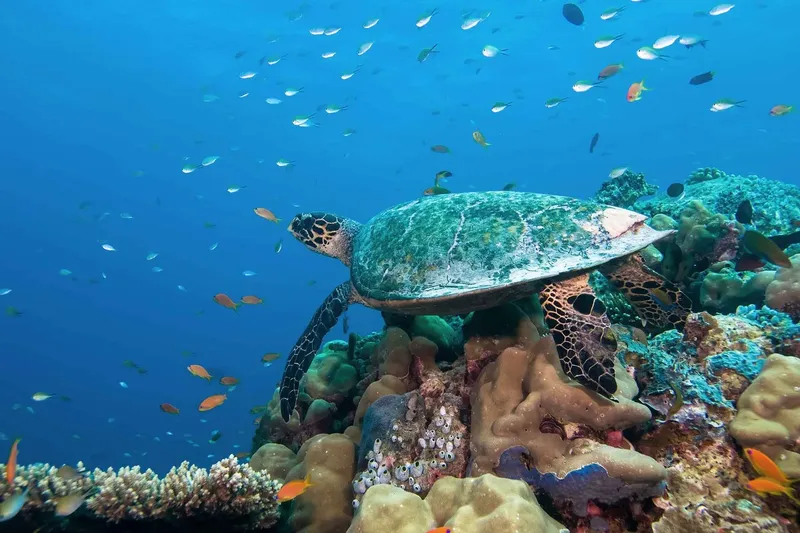 Tortue marine nageant au-dessus d'un récif corallien coloré avec des poissons