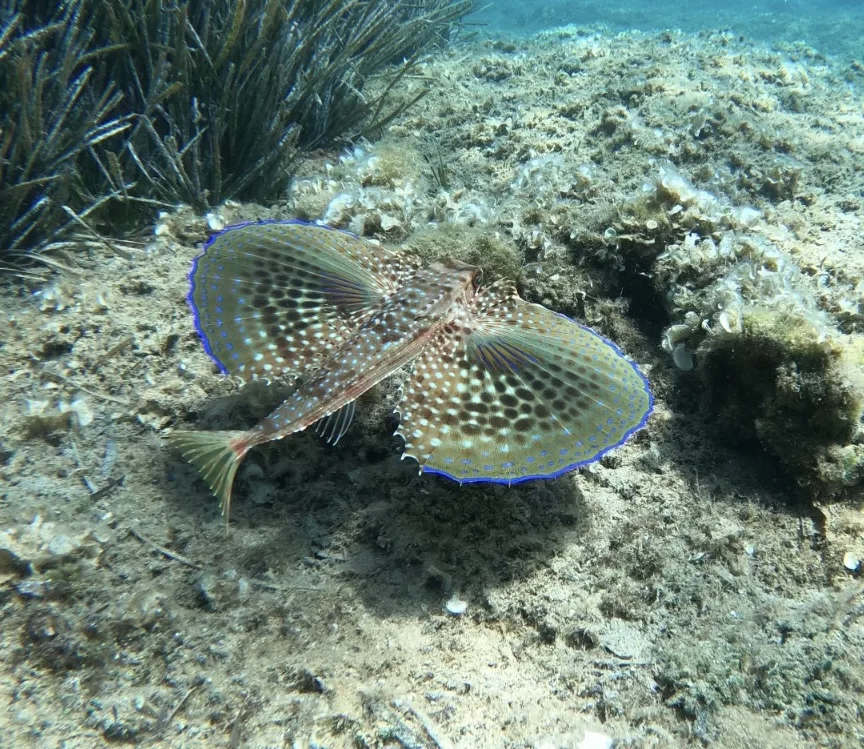 Raie tachetée posée sur un fond rocheux et sableux en mer