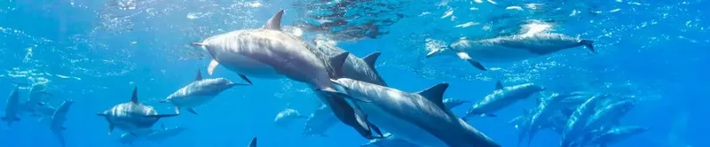 Groupe de dauphins nageant dans une eau bleue claire et ensoleillée
