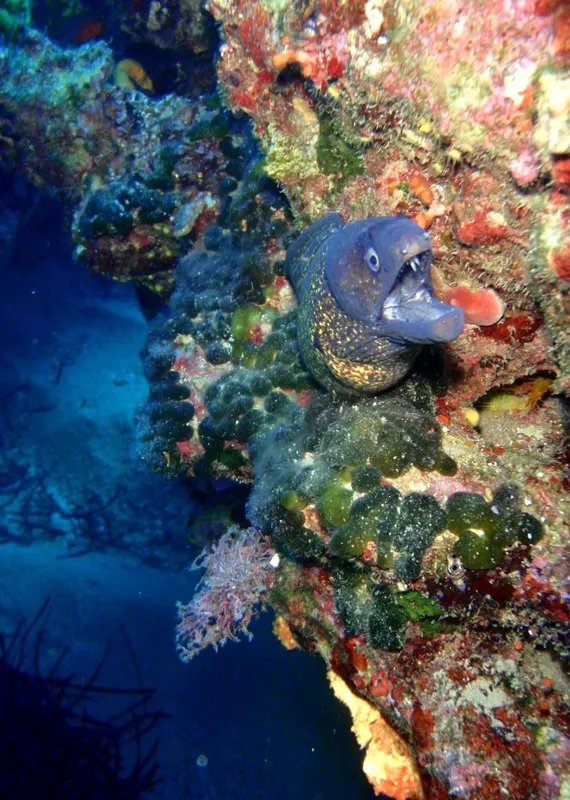 Muraille corallienne colorée avec un grand moray en pleine mer