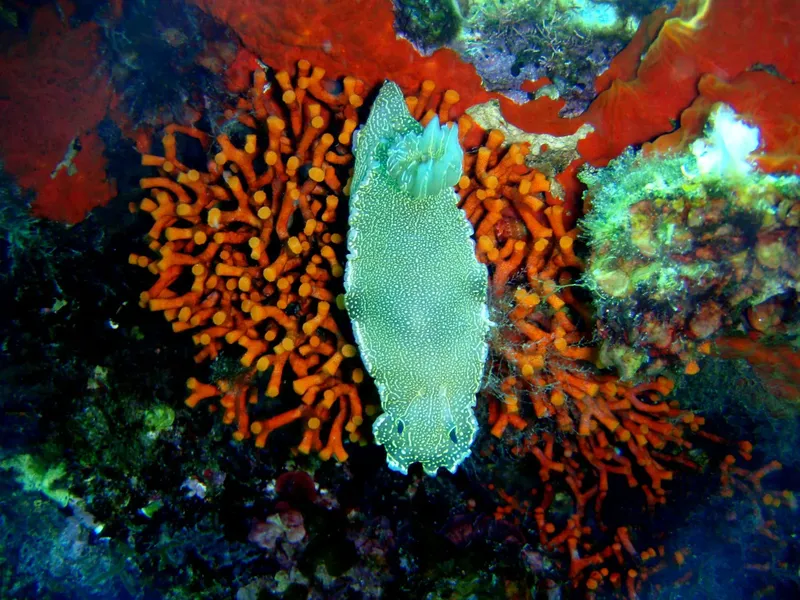 Nudibranche blanche et orange sur un récif corallien coloré