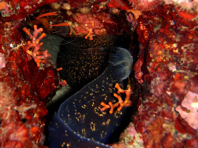 Murène cachée dans un récif corallien coloré et rocheux