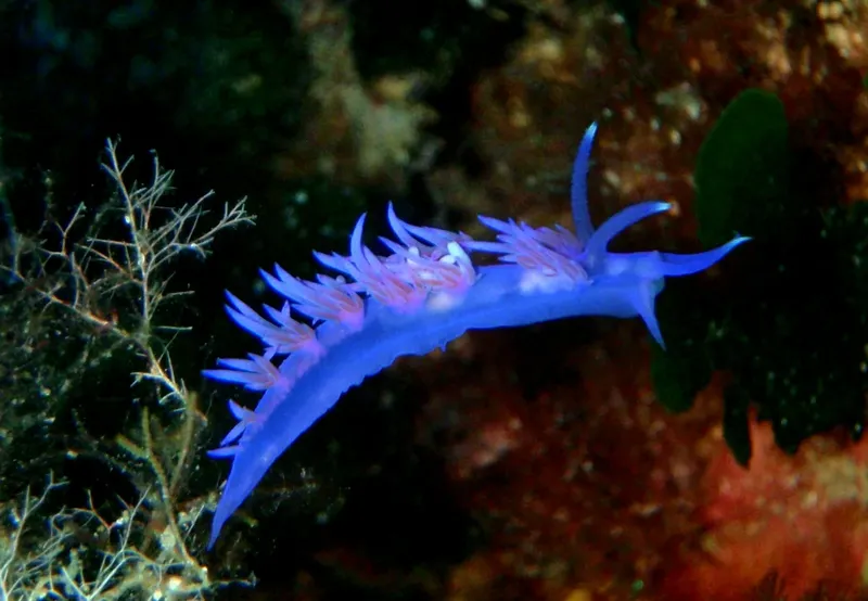 Nudibranche bleue avec branchies roses nageant sur un fond marin sombre