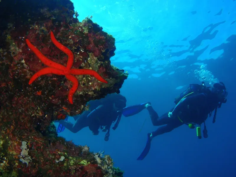 Deux plongeurs explorent un récif corallien avec une étoile de mer rouge