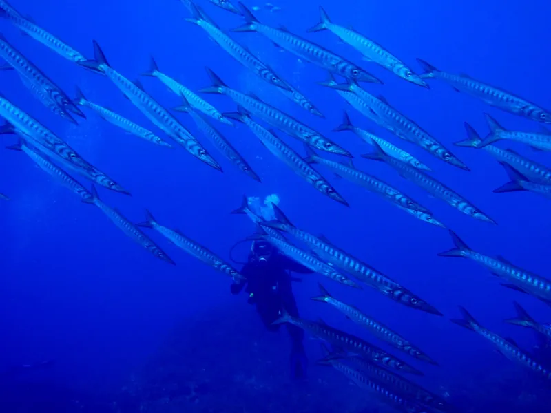 Plongeur au milieu d'un banc de poissons longs et argentés