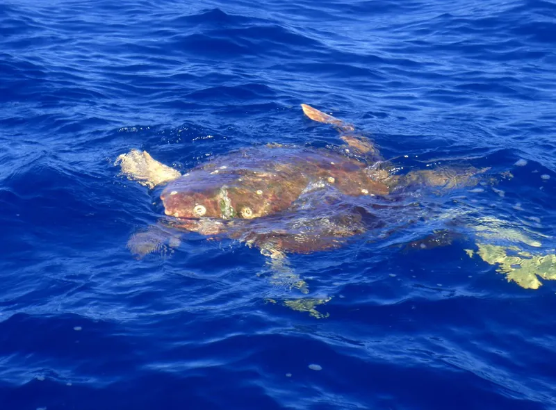 Tortue marine nageant en surface dans une eau bleue claire