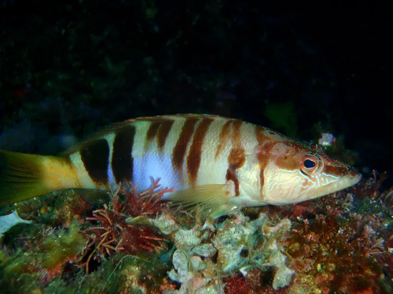 Poisson rayé sur fond rocheux, habitat sous-marin, lumière bleutée
