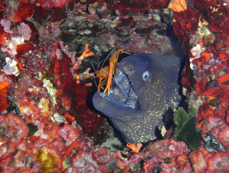 Murène bleue et crevette nettoyeuse dans un récif corallien coloré