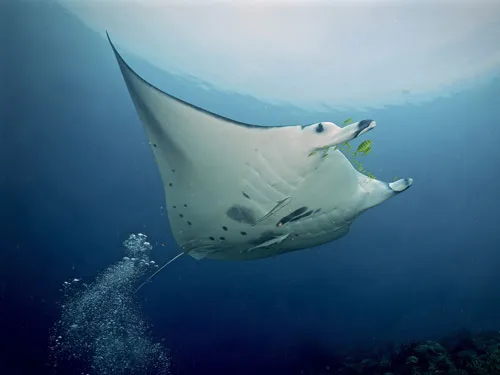 Raie manta majestueuse nageant dans les eaux bleues, poissons accompagnateurs