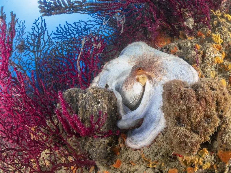Pieuvre se camouflant sur un fond rocheux et corallien coloré