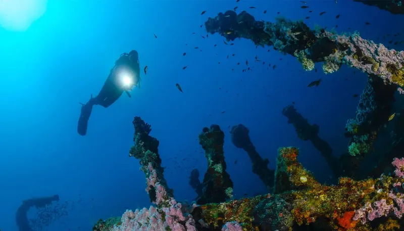 Plongeur explorant une épave colonisée par la vie marine