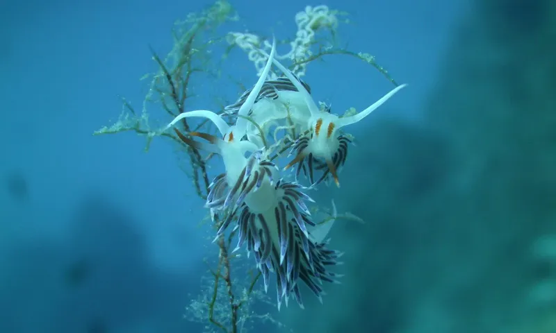 Deux nudibranches rayés blancs et noirs sur une branche corallienne