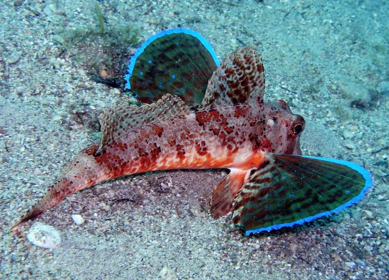 Poisson-feuille flamboyant déployant ses nageoires sur un fond sablonneux