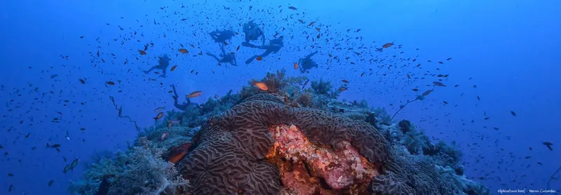 Plongeurs explorant un récif corallien avec de nombreux poissons tropicaux