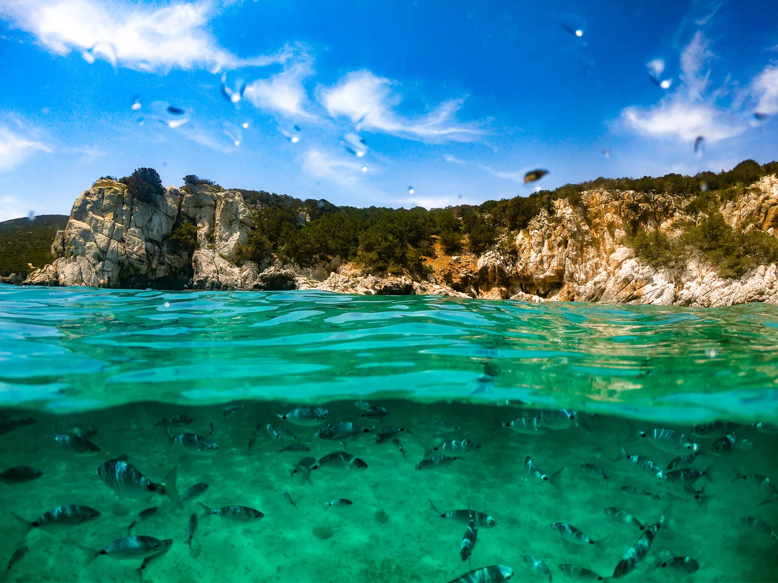 Banc de poissons vu à la fois au-dessus et en dessous de la surface
