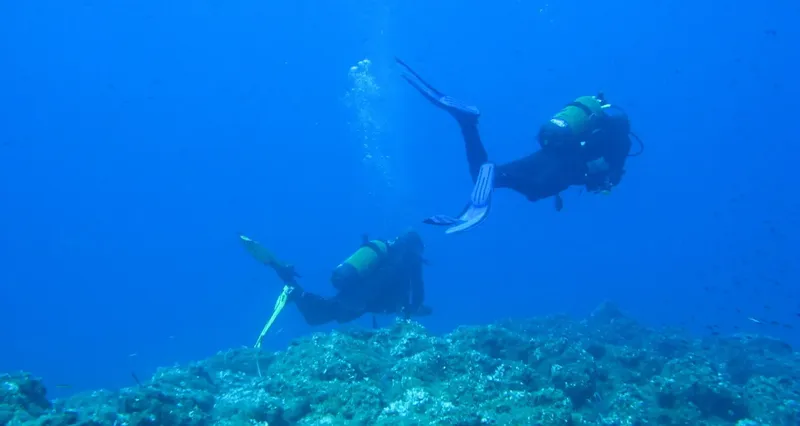 Deux plongeurs explorent un récifal corallien en eau bleue