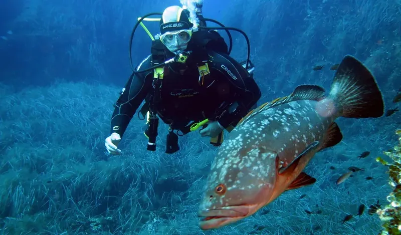 Plongeur face à un mérou, exploration sous-marine en milieu naturel