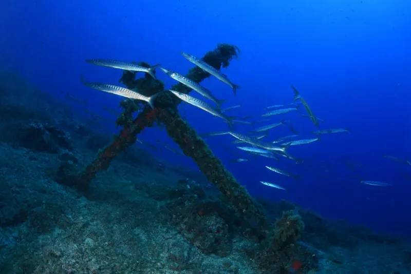 Banc de poissons autour d'une structure métallique rouillée sous-marine