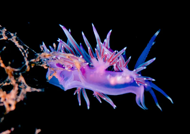 Nudibranche rose et violette sur fond noir, créature marine exotique
