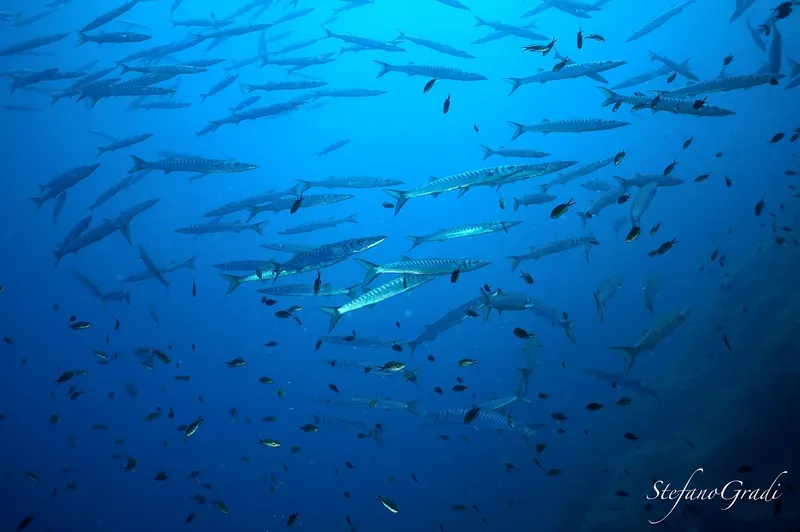 Banc de poissons-couteaux et petits poissons dans l'eau bleue