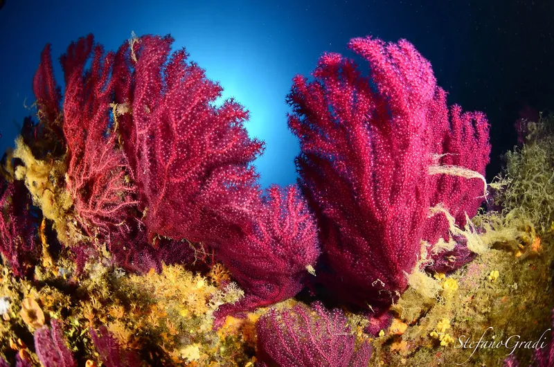 Gorgones rouges immenses sur fond bleu, faune marine colorée