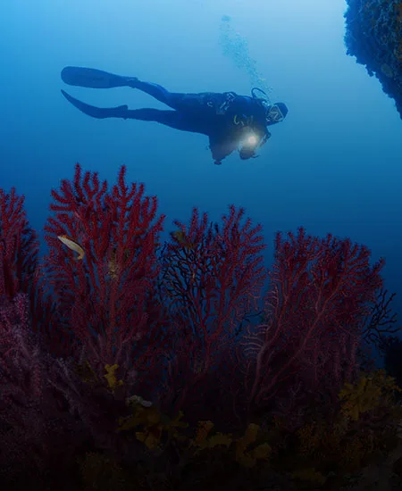 Plongeur explorant un récif corallien rouge en profondeur